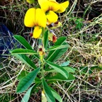 Crotalaria retusa. cascavelle jaune.pois rond marron.fabaceae.cryptogène..jpeg
