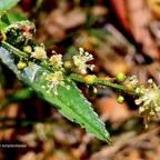 Croton bonplandianus .( boutons floraux-fleurs et fruits )euphorbiaceae.amphinaturalisé.envahissant en milieux perturbés..jpeg