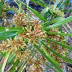 Cyperus involucratus.papyrus.souchet à feuilles alternes.cyperaceae.stenonaturalisé.très envahissant. (1).jpeg