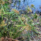 Cyperus involucratus.papyrus.souchet à feuilles alternes.cyperaceae.stenonaturalisé.très envahissant..jpeg