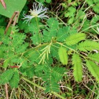Desmanthus virgatus (L.) Willd.ti cassi.petit mimosa.fabaceae.amphinaturalisé..jpeg