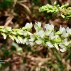 Melilotus albus.mélilot.mélilot blanc .fabaceae..jpeg