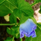 Nicandra physalodes.poc-poc bleu.solanaceae.amphinaturalisé. (1).jpeg