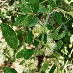 Pithecellobium dulce.tamarin d’Inde.fabaceae.amphinaturalisé..jpeg