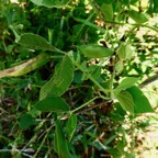 Rhynchosia viscosa.( feuilles trifoliolées ) fabaceae.sténonaturalisé (1).jpeg