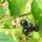 Solanum americanum.brède morelle.fruits mûrs .solanaceae.amphinaturalisé..jpeg