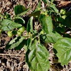 Solanum americanum.brède morelle.solanaceae.amphinaturalisé. (1).jpeg