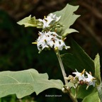Solanum torvum.aubergine sauvage.solanaceae.stenonaturalisé..jpeg