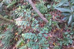 1 - Breynia retusa - Bois (de) corbeau - Phyllanthaceae - sud de l’Inde