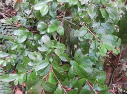 10 - Myonima obovata - Bois de prune  ou Bois de prune rat - Rubiaceae