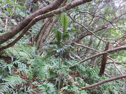 11 - Coptosperma borbonica - Bois de pintade - Rubiaceae - Endémique La Réunion et île Maurice