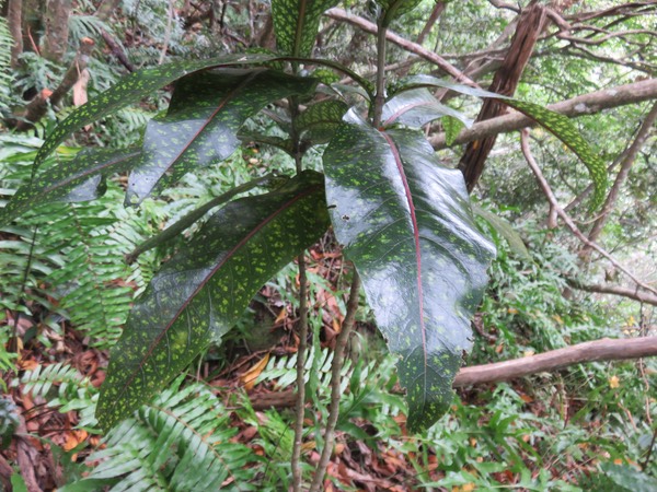 12 - Coptosperma borbonica - Bois de pintade - Rubiaceae - Endémique La Réunion et île Maurice