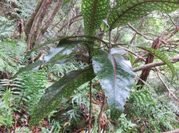13 - Coptosperma borbonica - Bois de pintade - Rubiaceae - Endémique La Réunion et île Maurice