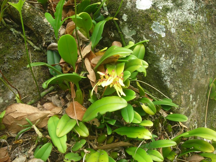 14 Bulbophyllum longiflorum 