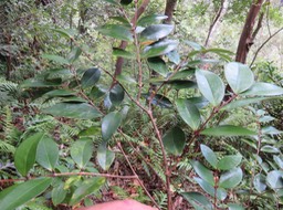 15 - ??? Securinega durissima - Bois dur/Corce rouge/Bois de pêche marron - Euphorbiacées > Phyllanthaceae- Indigène à La Réunion, à Maurice, à Madagascar