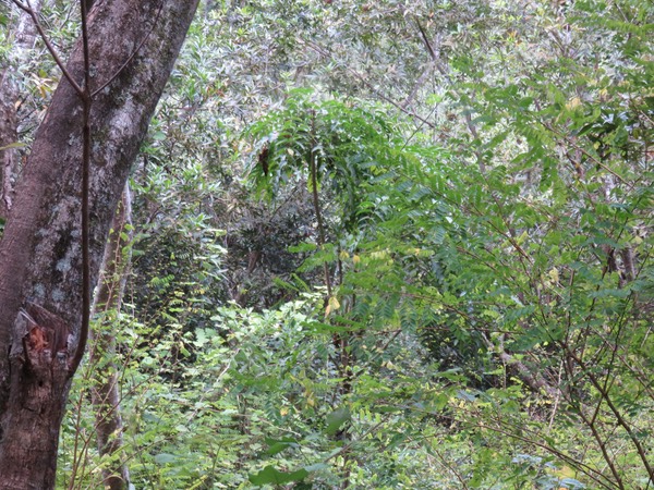 17 - ??? Polyscias aemiliguineae Bernardi - Bois de papaye Maniron / Bois de plat - Araliaceae - Endémique La Réunion.