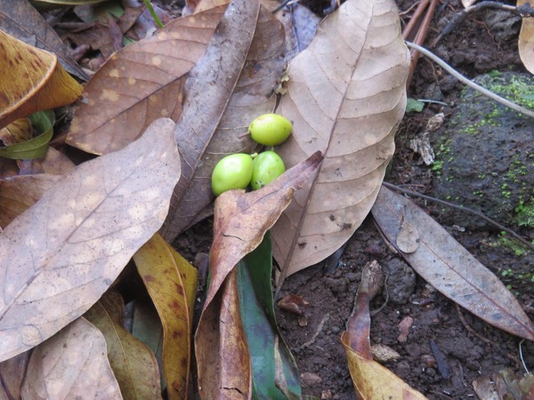 2 - Elaeodendron orientale (Cassine orientalis) - Bois rouge - CELASTRACEAE - endémique de la Réunion de Maurice et de Rodrigues