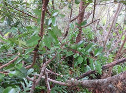 24 - Turraea thouarsiana - Bois de quivi - Meliaceae - endémique B M  Il n'y a qu'une seule espèce de Quivi à feuilles juvéniles ressemblant à des feuilles de chêne, c'est le thouarsiana ex casimiriana.