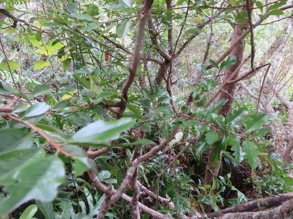 25 - Turraea thouarsiana - Bois de quivi - Meliaceae - endémique B M  Il n'y a qu'une seule espèce de Quivi à feuilles juvéniles ressemblant à des feuilles de chêne, c'est le thouarsiana ex casimiriana.