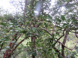 26- Coffea mauritiana - Café marron -  RUBIACEE - endémique de La Réunion et de Maurice