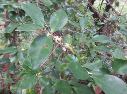 27 - Fleurs de Coffea mauritiana - Café marron -  RUBIACEE - endémique de La Réunion et de Maurice