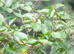 29 -  ?? Inflorescences de Securinega durissima - Bois dur/Corce rouge/Bois de pêche marron - Euphorbiacées > Phyllanthaceae- Indigène à La Réunion, à Maurice, à Madagascar
