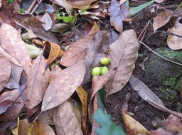 3 -  Elaeodendron orientale (Cassine orientalis) - Bois rouge - CELASTRACEAE - endémique de la Réunion de Maurice et de Rodrigues