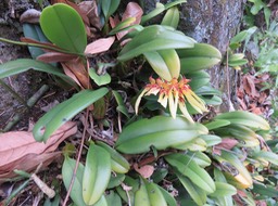 30 - 	Bulbophyllum longiflorum. var. jaune