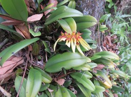 31 - 	Bulbophyllum longiflorum