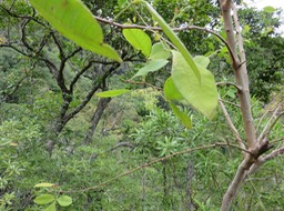 38 - Fleurs de Rhus longipes Engl - Faux poivrier blanc - Anacardiaceae - Afrique australe et de l'Est