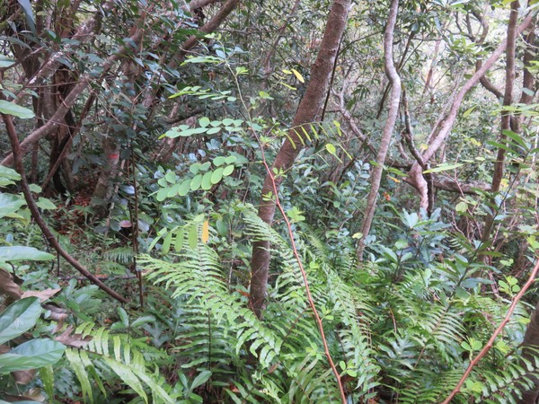 4 - Breynia retusa - Bois (de) corbeau - Phyllanthaceae - sud de l’Inde