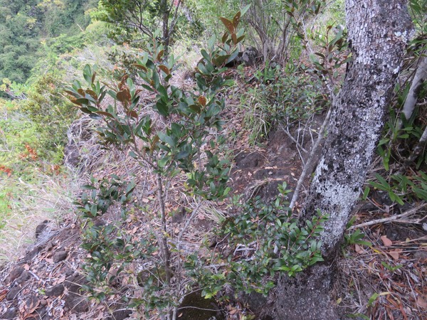 41 - Hétérophyllie - Grandes et petites feuilles de Pleurostylia pachyphloea - Bois d'olive gros peau - Célastracée - B