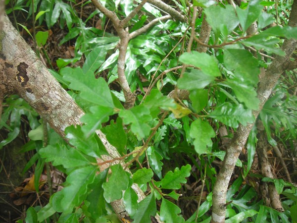 9 Feuilles juvéniles de bois de kivi 
