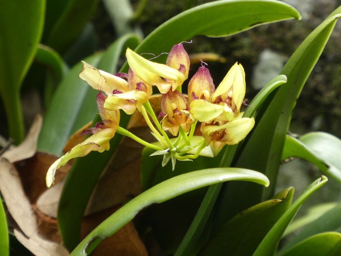 Bulbophyllum longiflorum (1)+