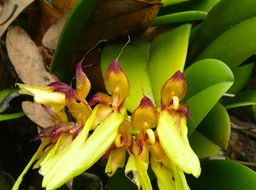Bulbophyllum longiflorum variante jaune . orchidaceae P1470733