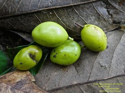 Fruits de Cassine orientalis . Bois rouge P1470581