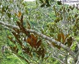 Pleurostylia pachyphloea . bois d'olive grosse peau P1470765