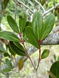 Pleurostylia pachyphloea .bois d'olive grosse peau P1470762