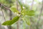 Anthirea borbonica Bois d'osto Rubiaceae Ende?m ique La Réunion, Maurice, Madagascar 7112.jpeg