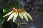 Bulbophyllum longiflorum Orchidace ae Indigène La Réunion 7190.jpeg