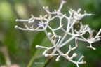 Chassalia corallioides Bois de corail Ru biaceae Endémique La Réunion 6965.jpeg