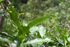 Coptosperma borbonica Bois de pintade Rubiaceae Endémique La Réunion, Maurice 7109.jpeg