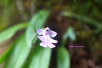 Cynorkis purpurascens Orchidaceae indigène La Réunion 6961.jpeg