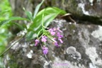 Cynorkis purpurascens Orchidaceae Indigène La Réunion 7023.jpeg