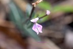 Disperis cordata Orchidaceae Indigène La Réunion 7169.jpeg