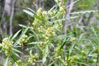 Dodonaea viscosa Bois d'arnette Sapindaceae Indigène La Réunion 7088.jpeg