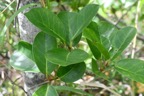 Ficus reflexa Affouche à petites feuilles Moraceae Indigène La Réunion 7040.jpeg