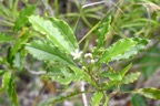 Pittosporum senacia Bois de joli coeur Pittosporaceae Indigène La Réunion 7099.jpeg