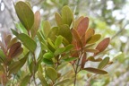 Pleurostylia pachyphloea Bois d'olive grosse peau Celastraceae Endémique La Réunion 7058.jpeg