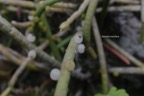 Rhipsalis baccifera La perle Cactaceae Indigène La Réunion 7104.jpeg